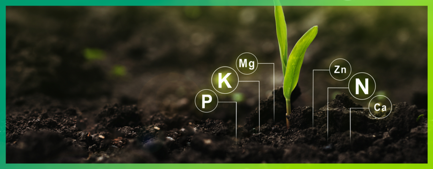Soil Condition Equates to Plant Health