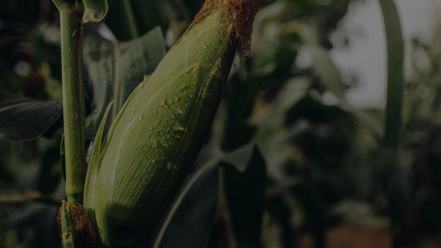 corn