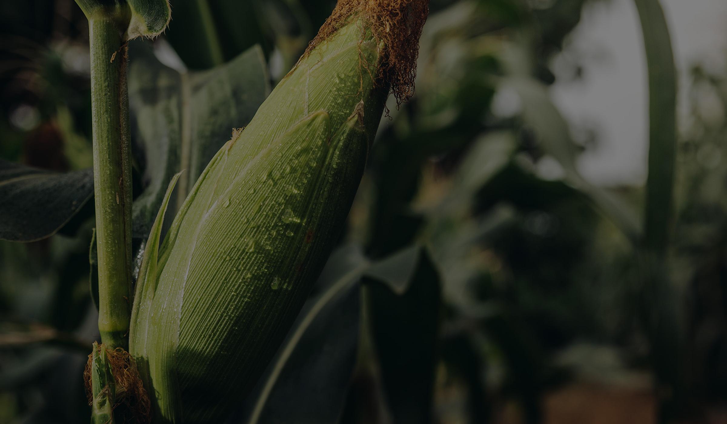 corn