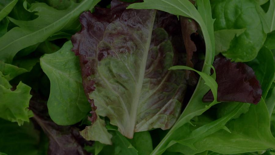 leafy-vegetables