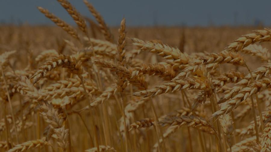 cereal-grains