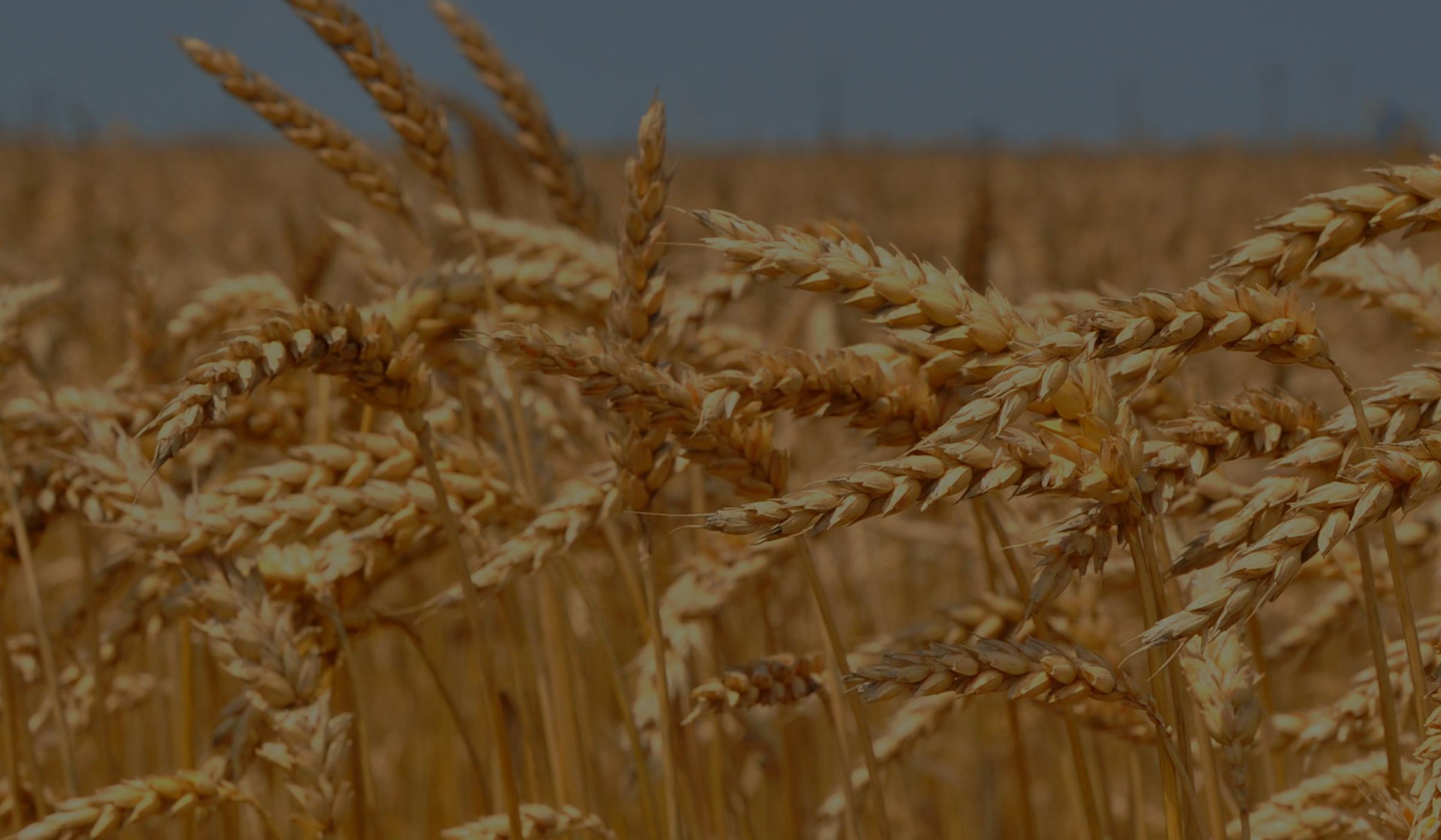 cereal-grains