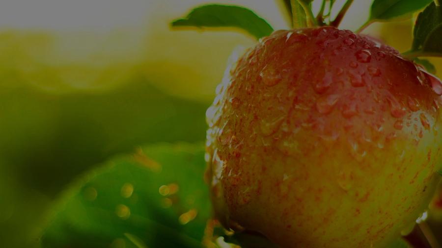 pome-fruit