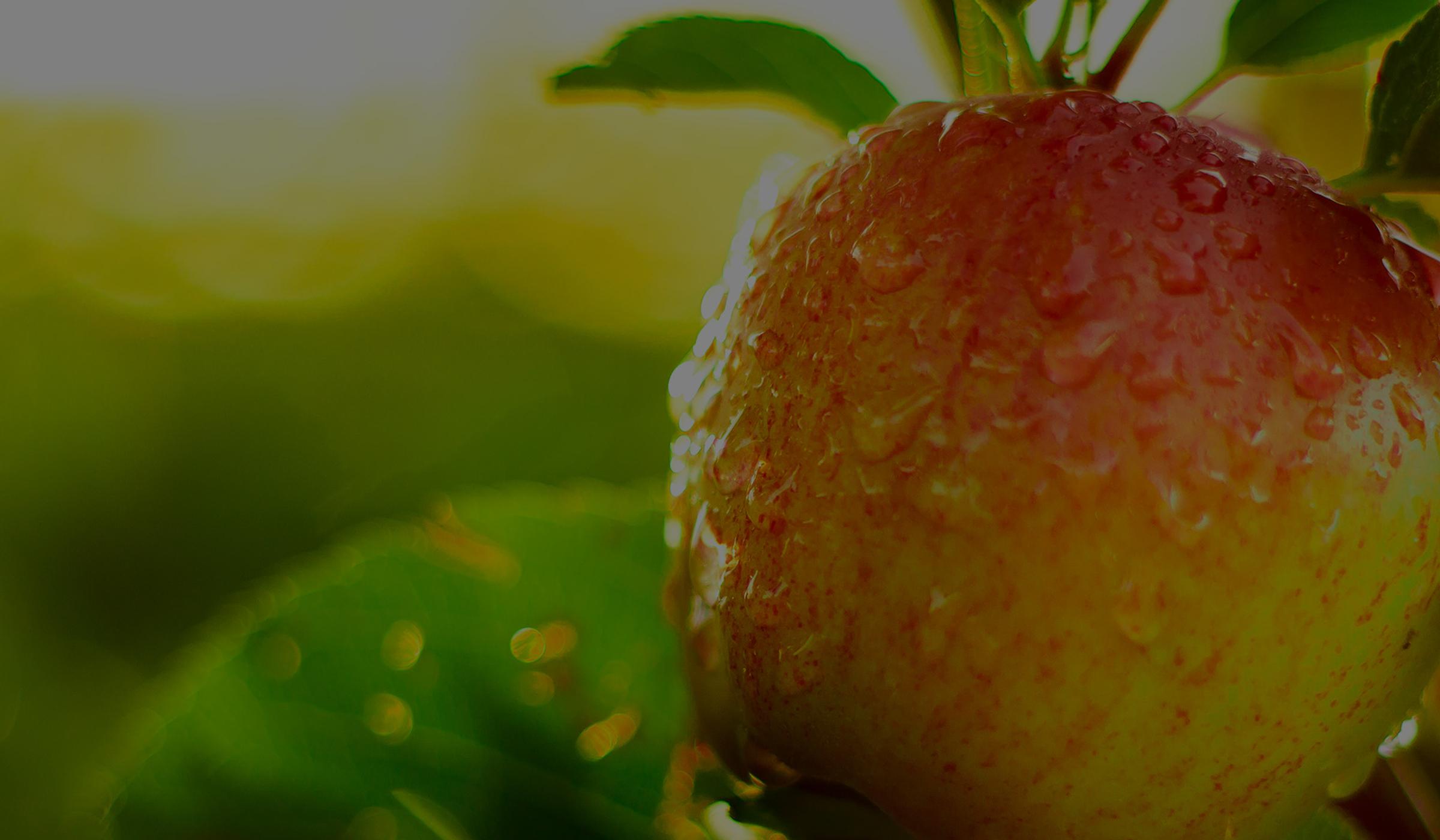 pome-fruit