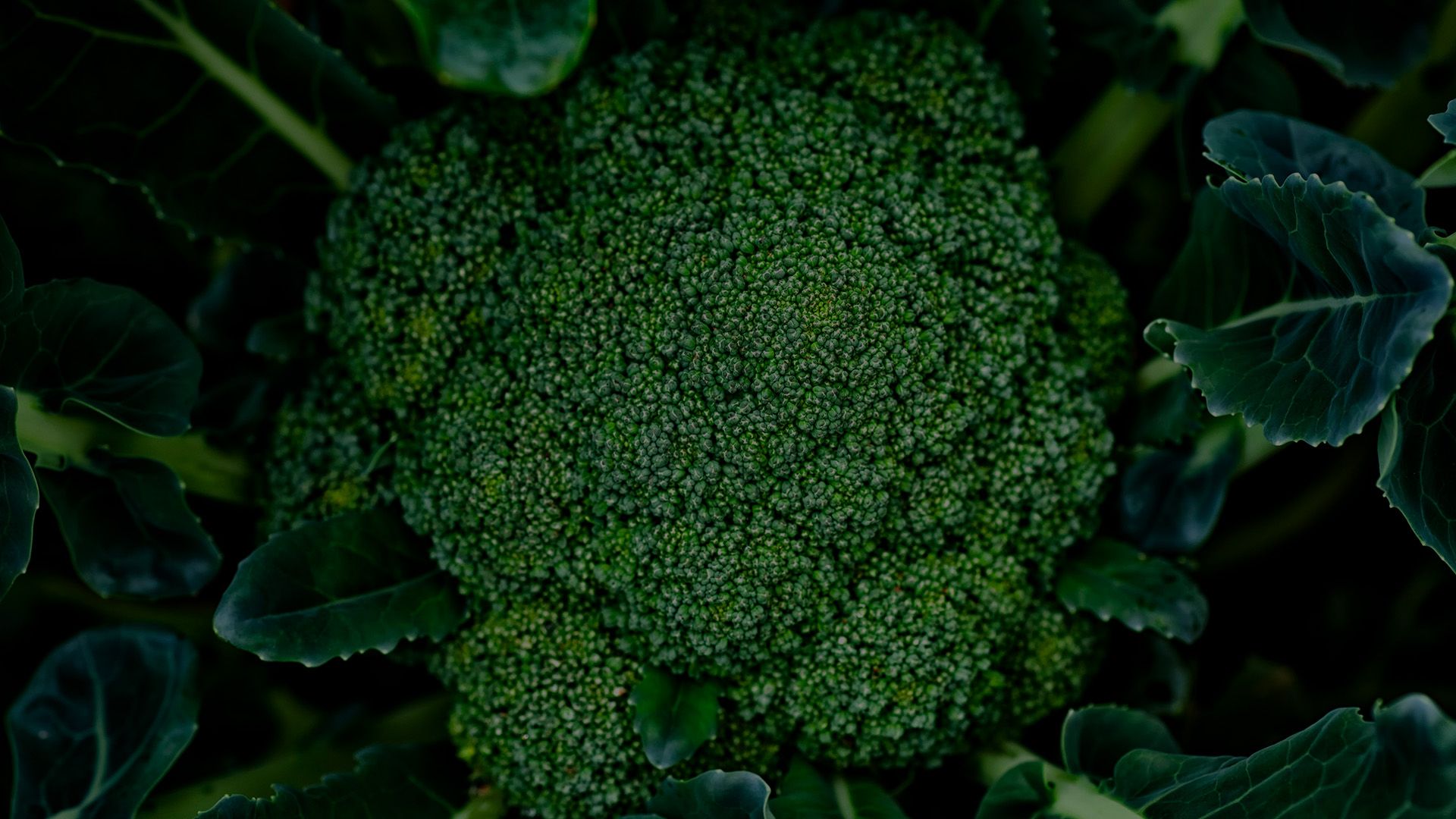 broccoli