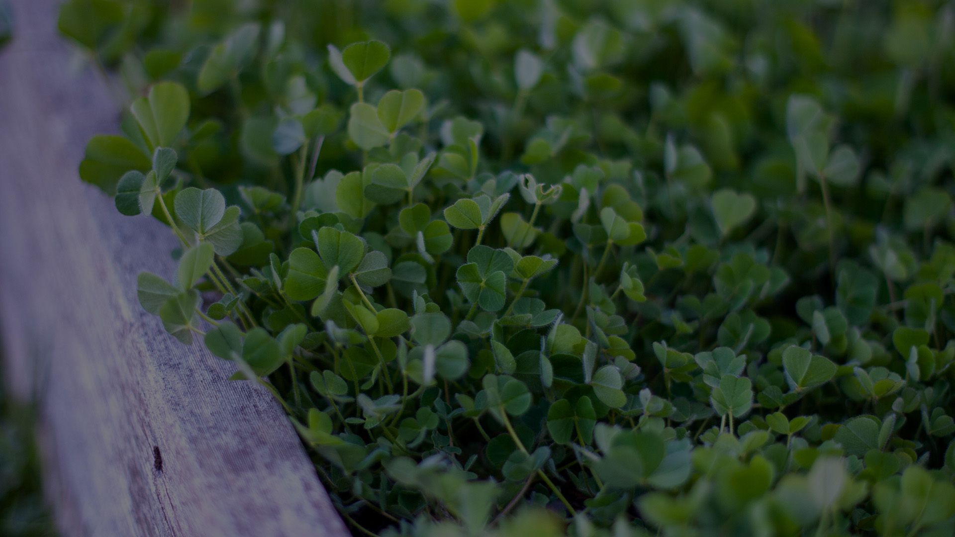 clover