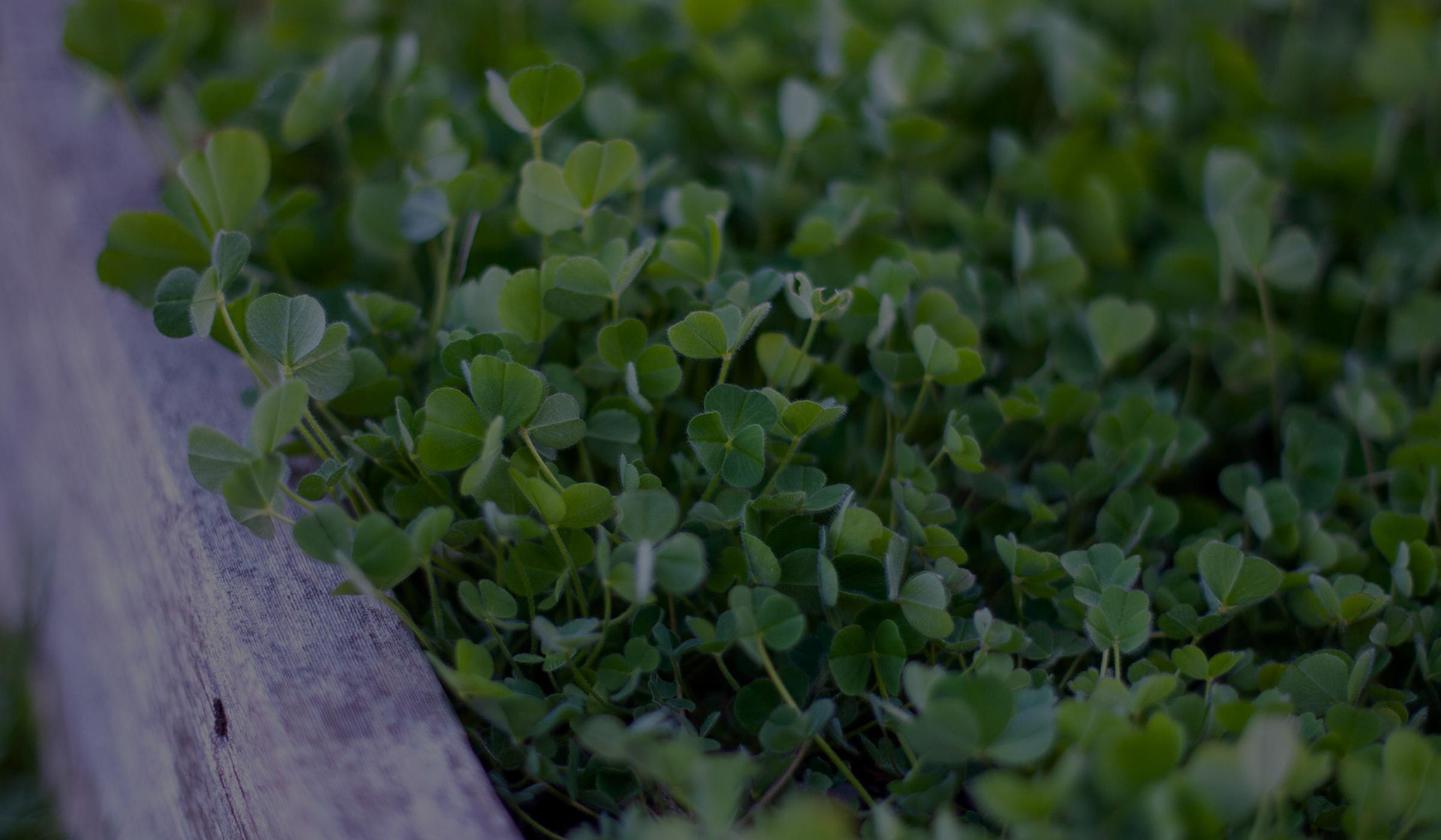 clover