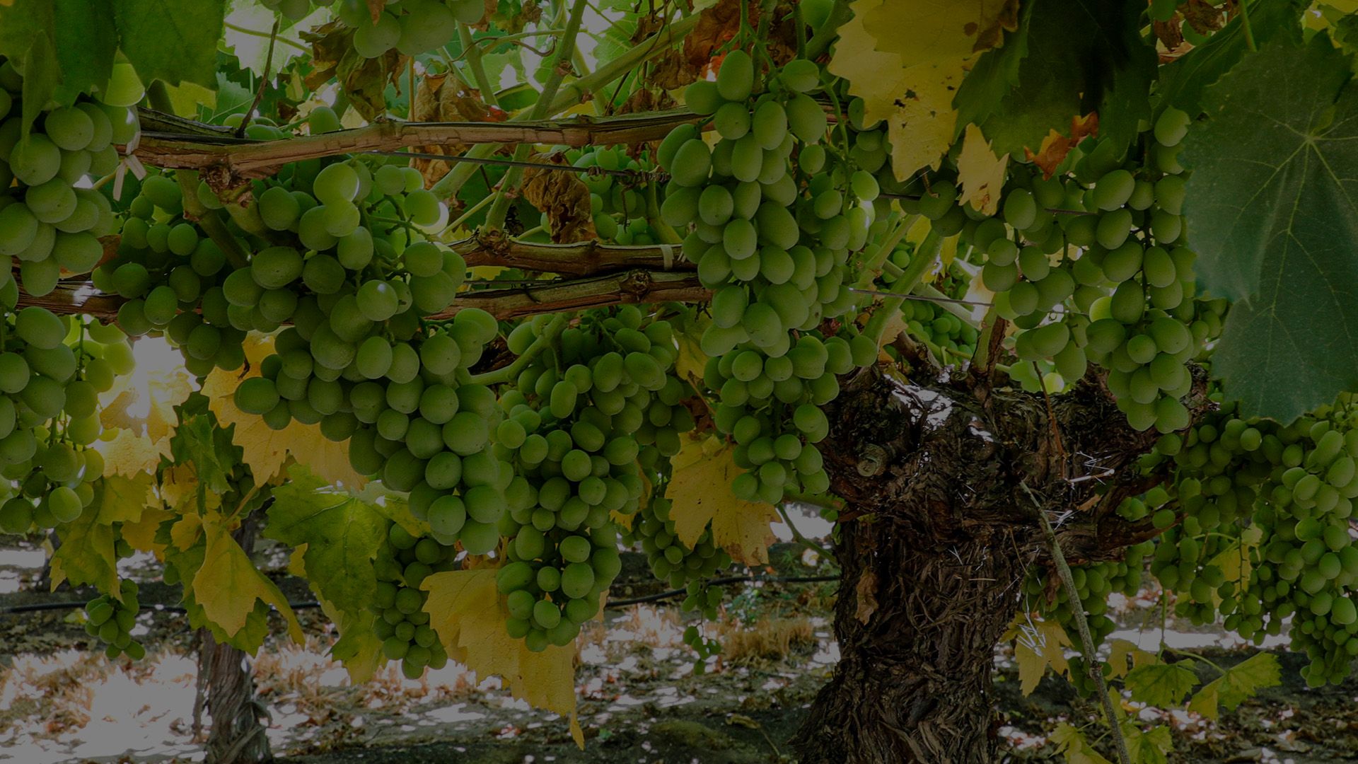 table-grapes