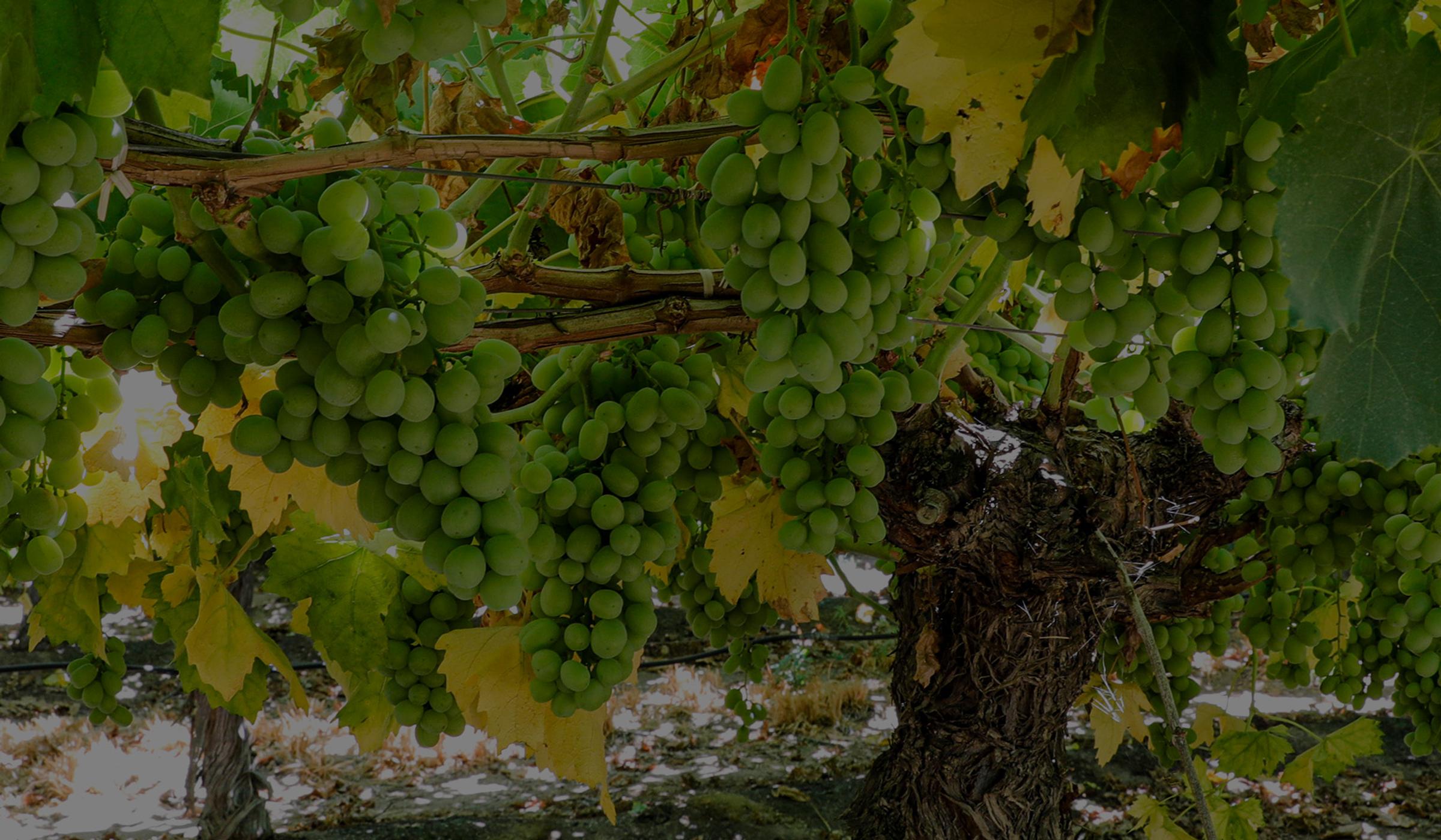 table-grapes