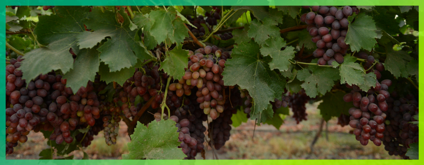 Is Your Crop Nutrition in Balance?