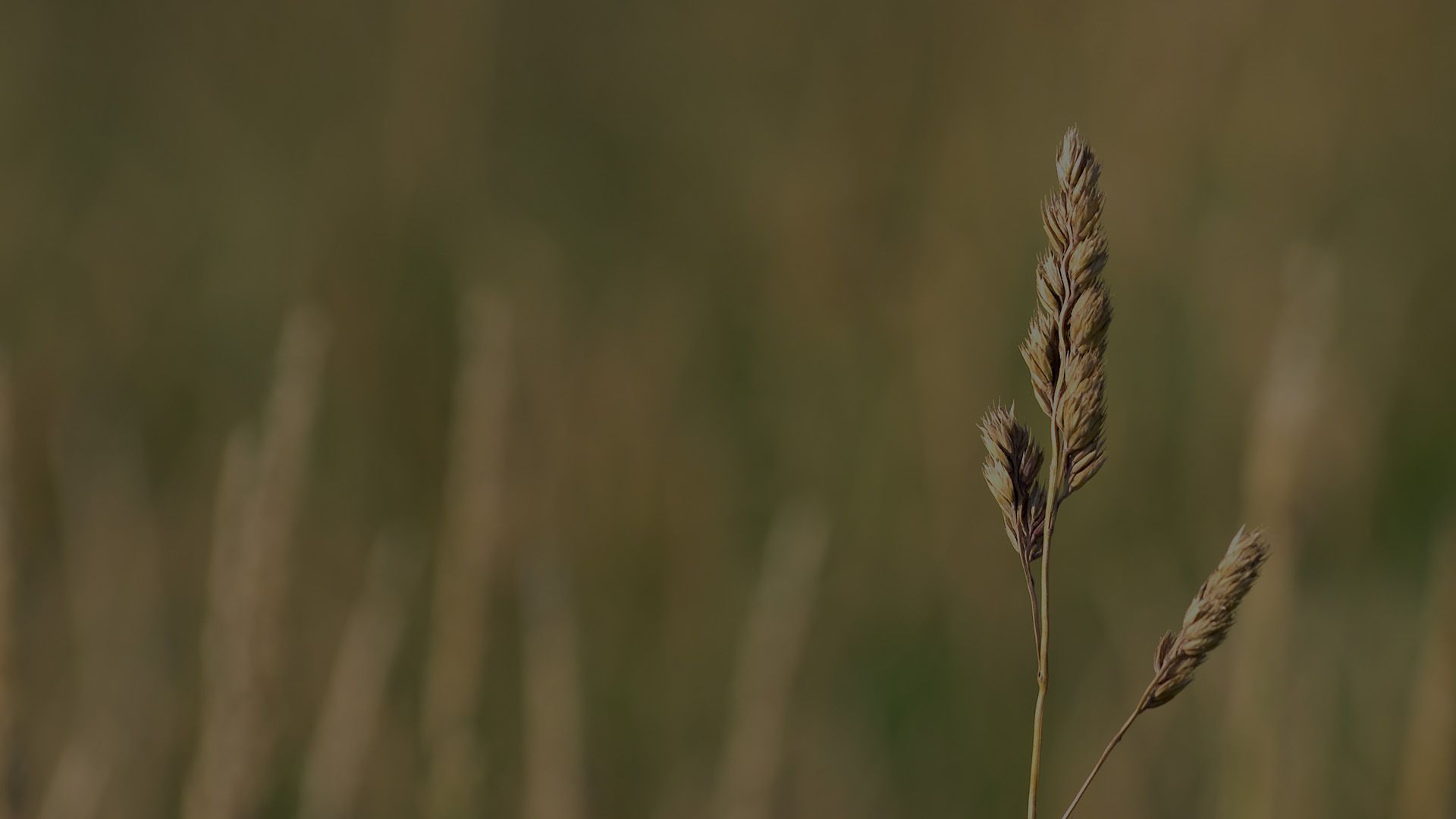 timothy-hay