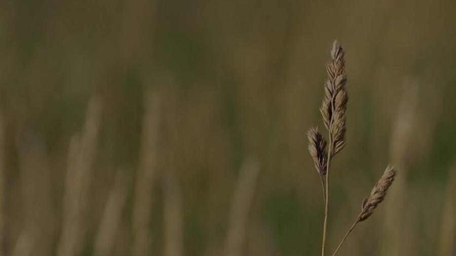 timothy-hay