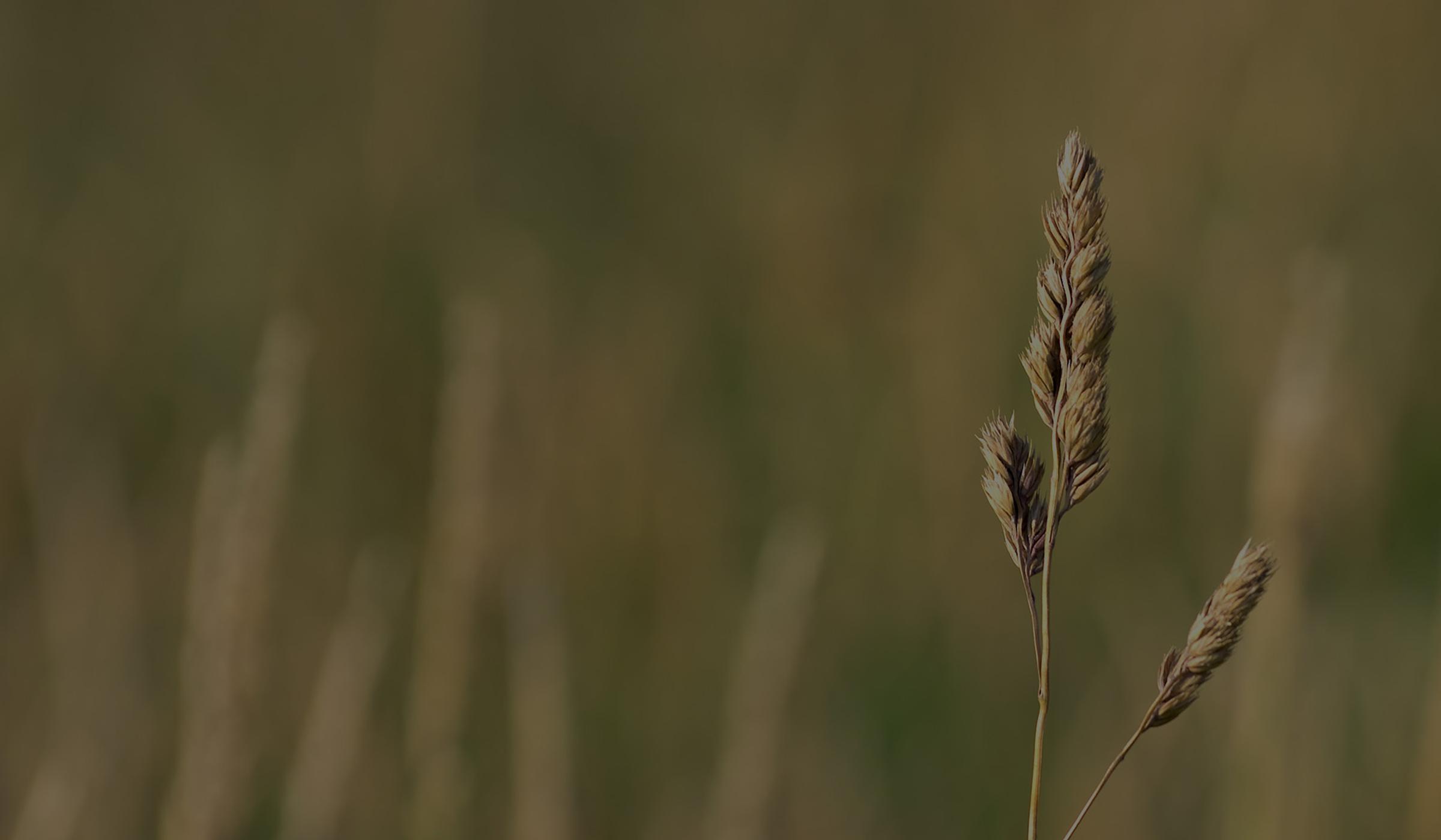 timothy-hay