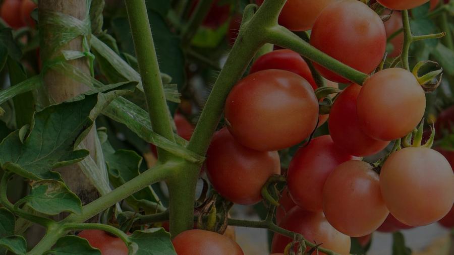 tomatoes
