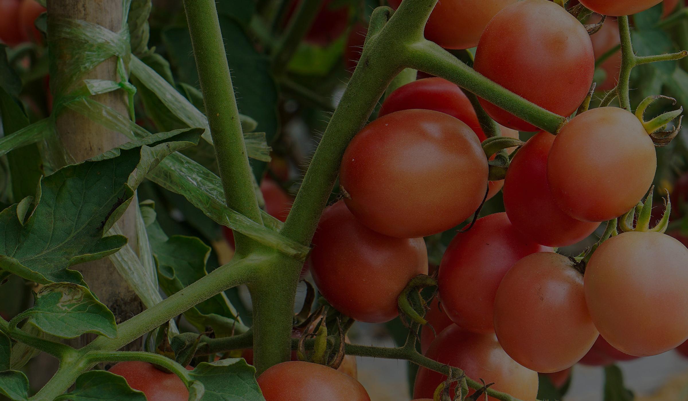 tomatoes