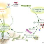 Redox 30th Anniversary