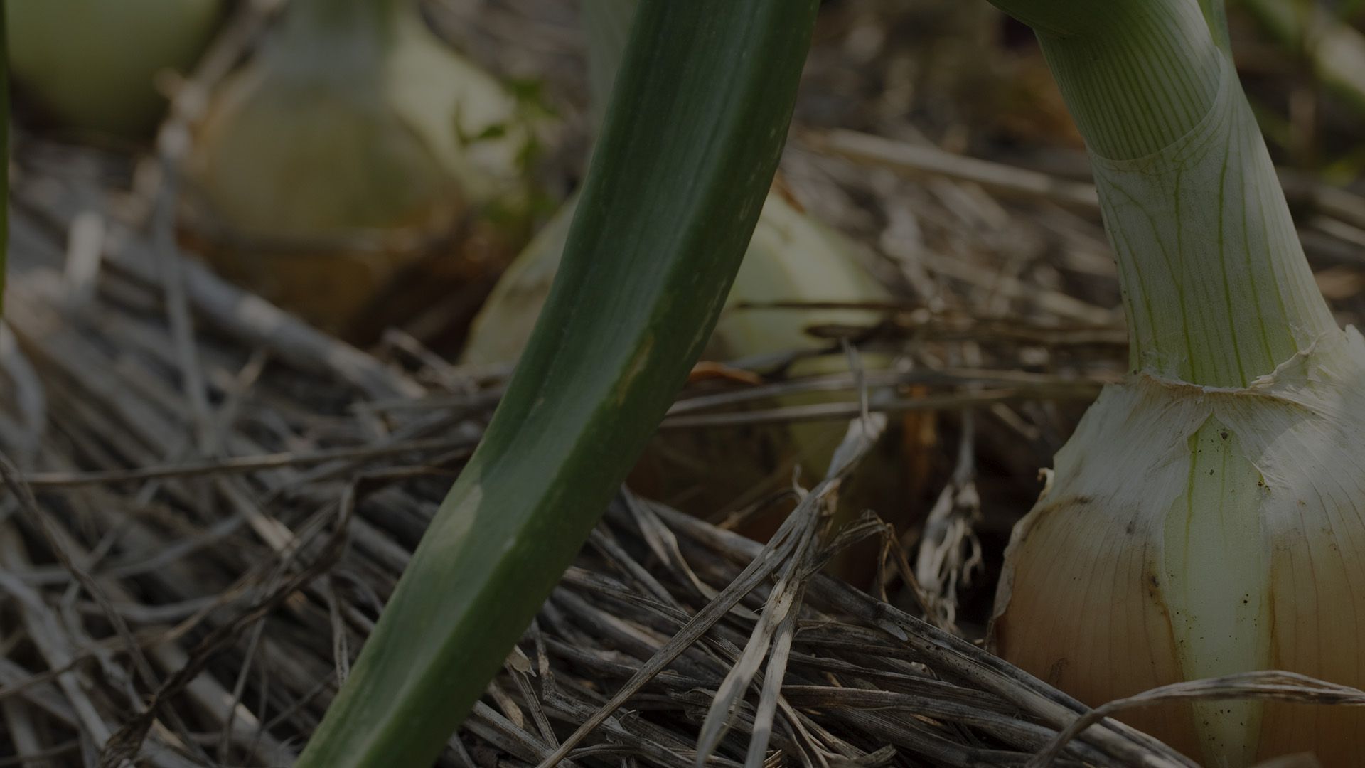 onions