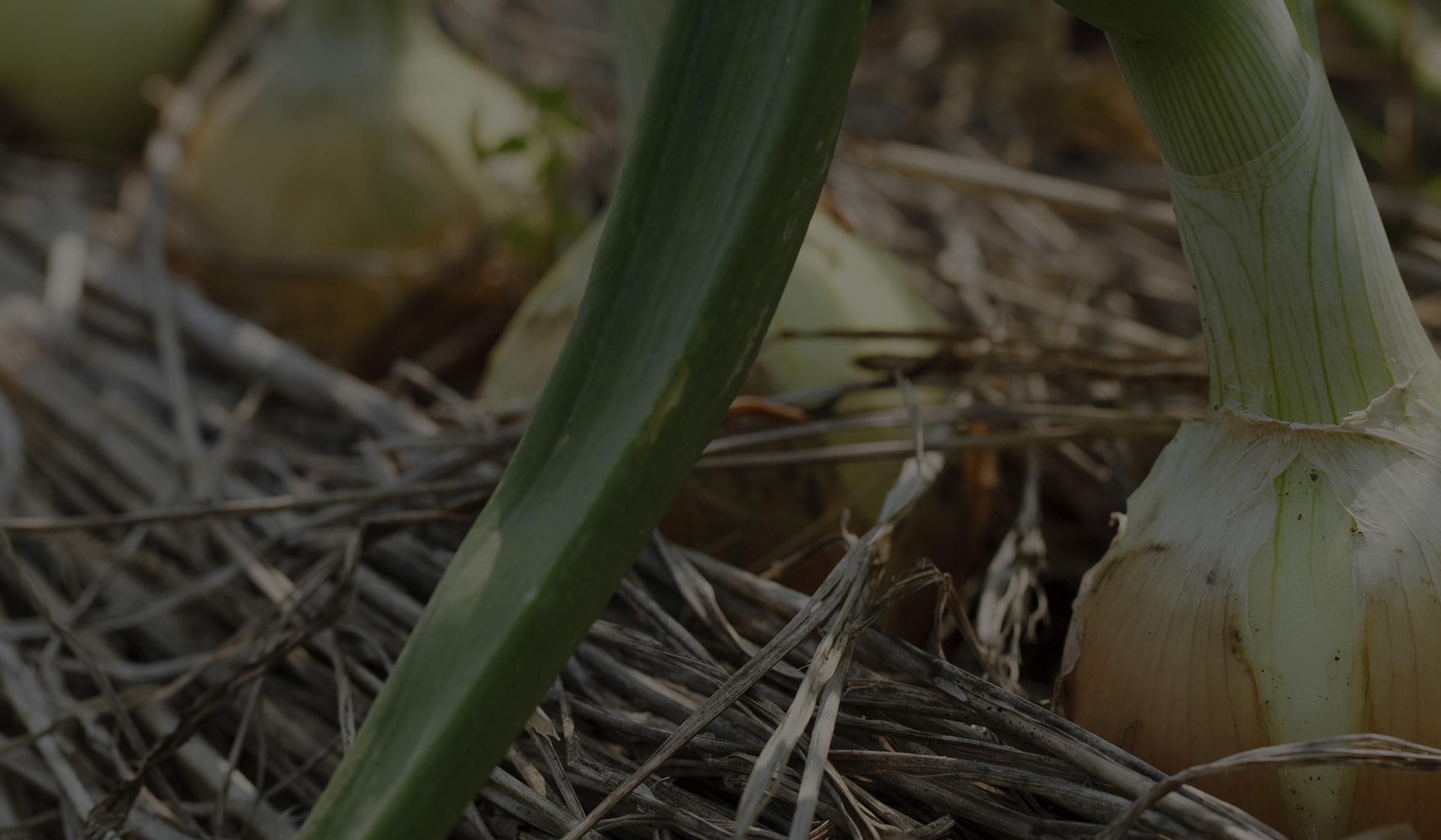 onions