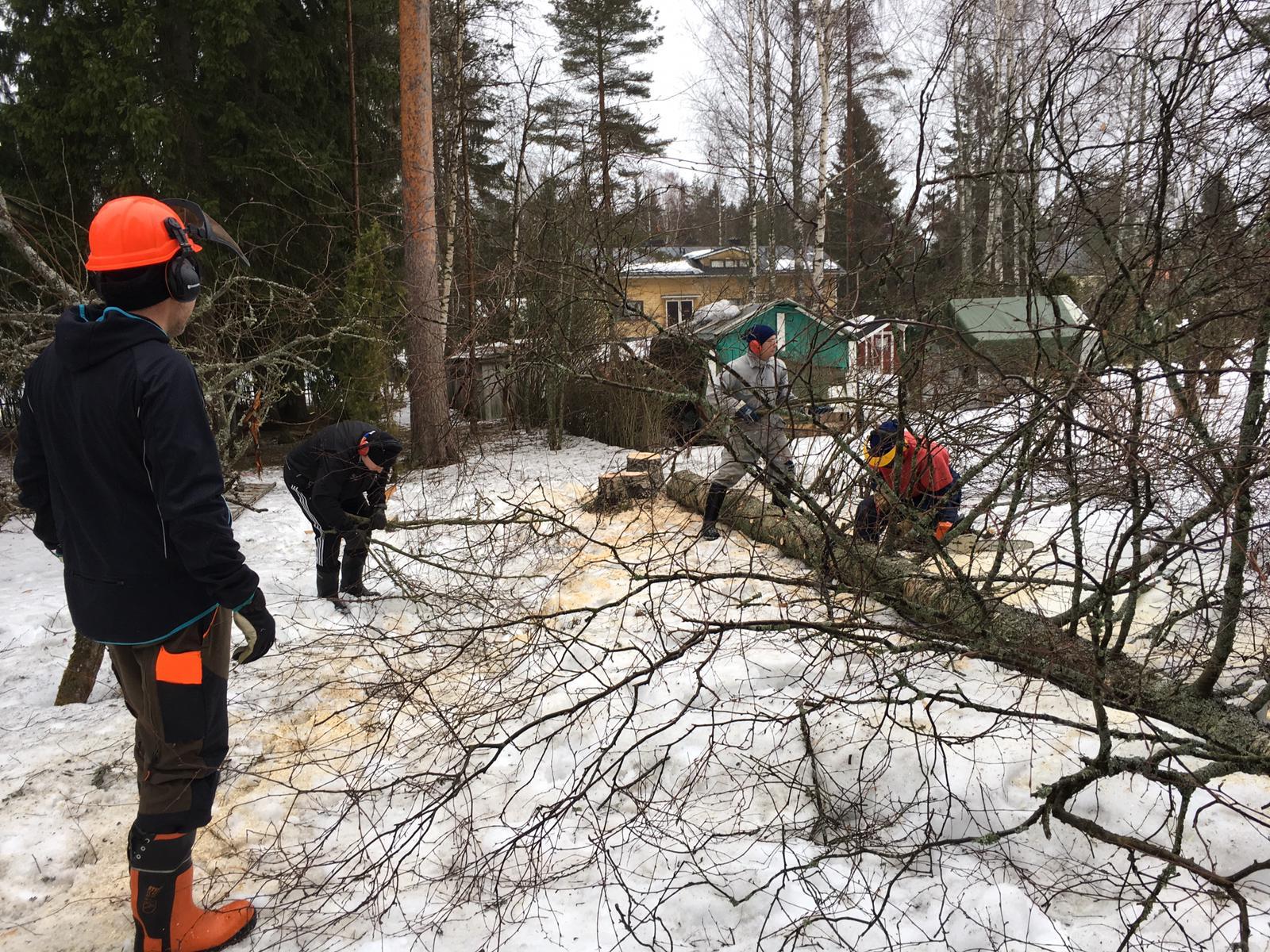 Talkoolaiset karsivat ja pilkkovat kaadettua koivua lumisella pihalla, yhdellä oranssi suojakypärä, 23.03.2019
