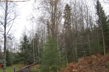 Talkoot: Koivun kaato, Kyminpirtti 23.10.2012