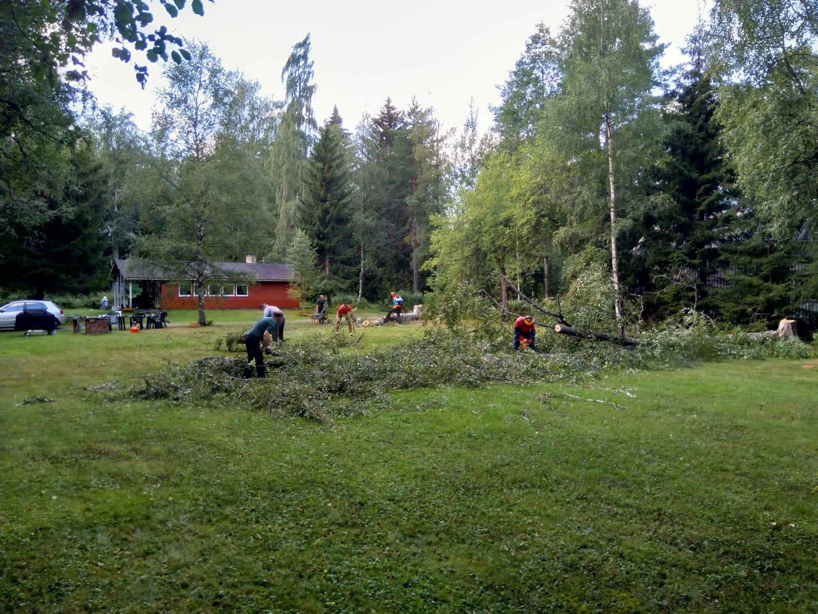 Kaksi isoa koivua kaadettu Pirtillä 31.07.2021