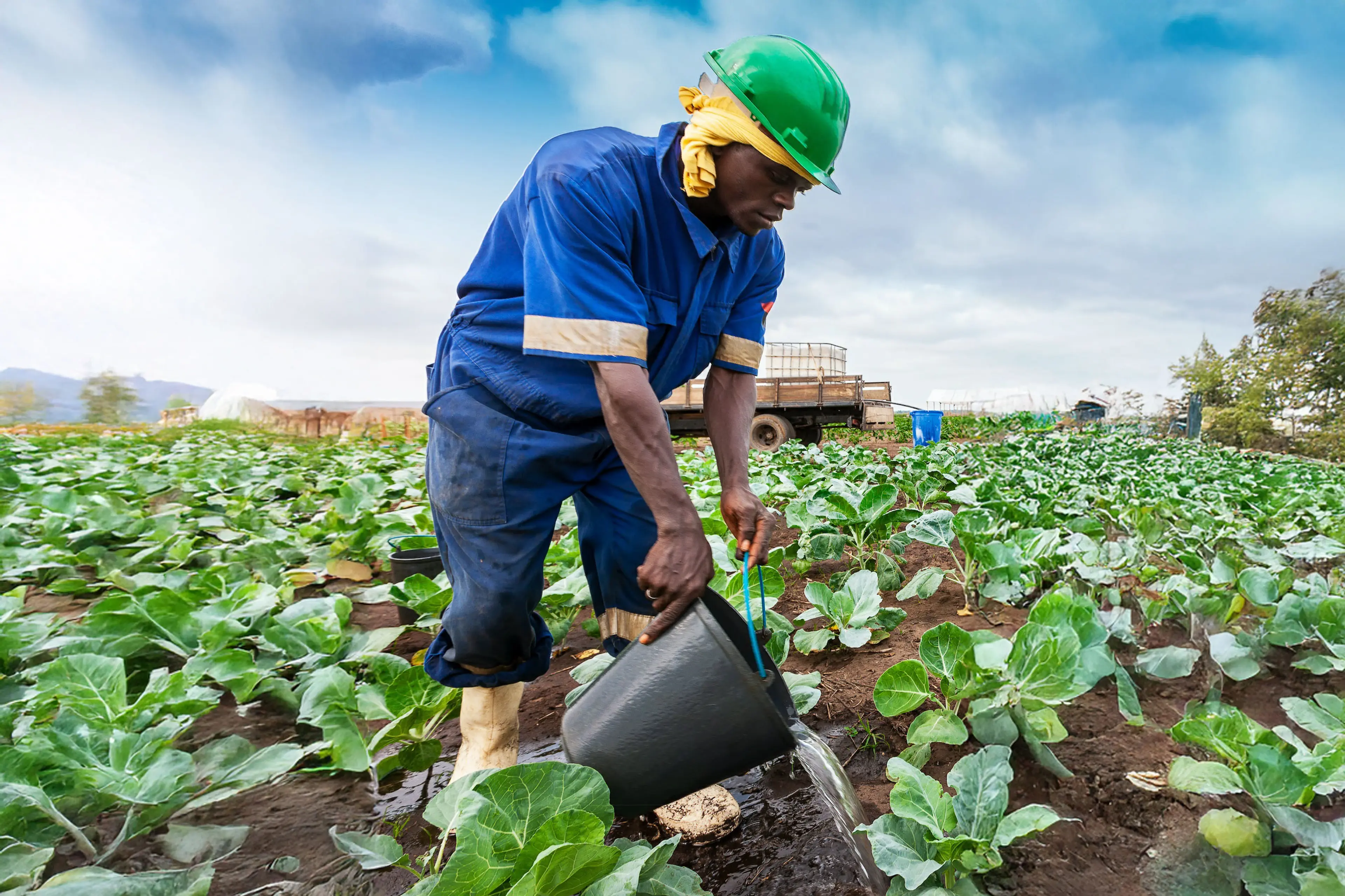 Mann i grønnsaksåker