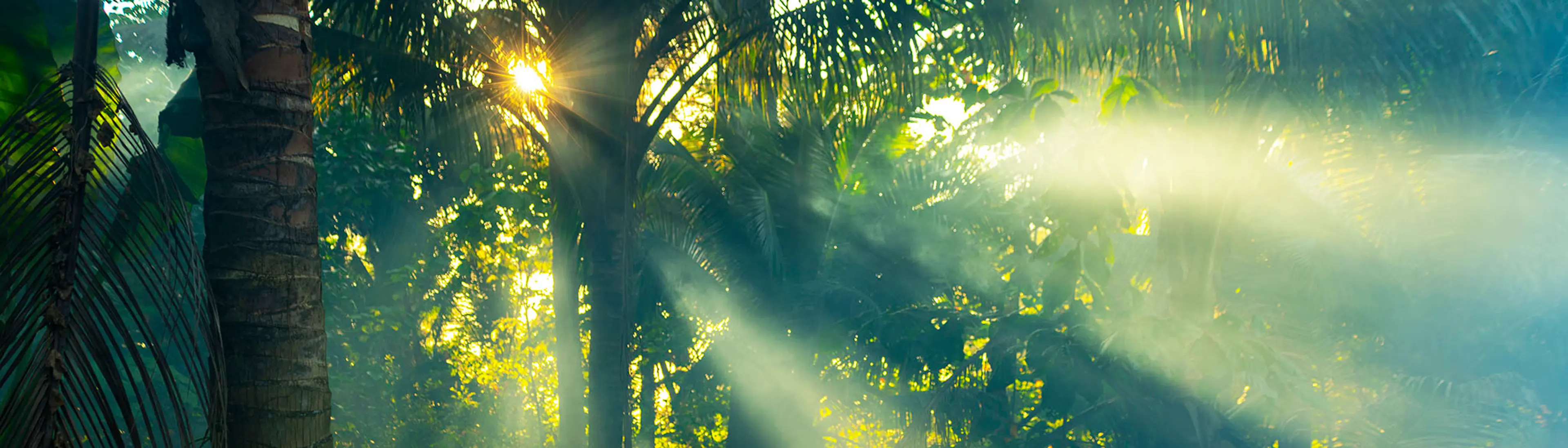 Solskinn i regnskog - Vi klimakompenserer