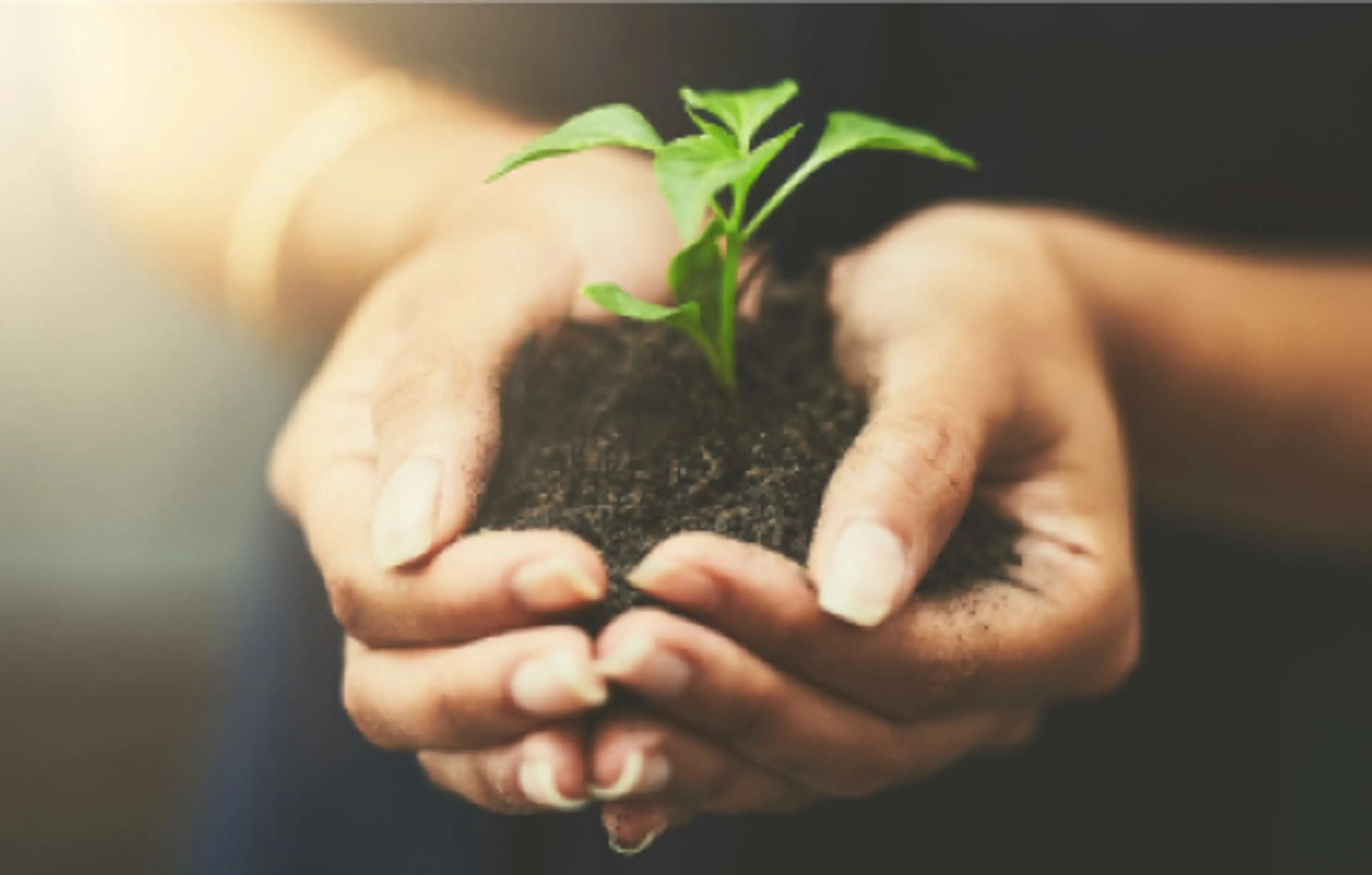 Damehender med jord og spirer - Miljø og bærekraft