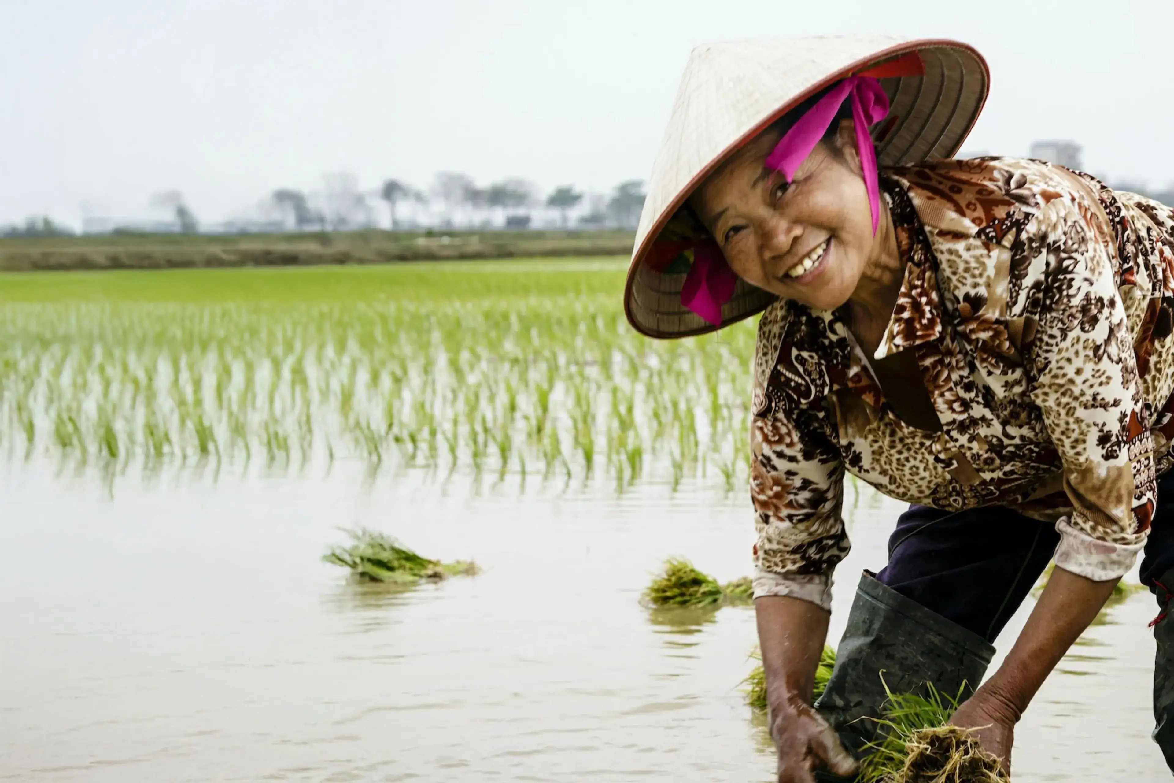 Dame som plukker siv i vann