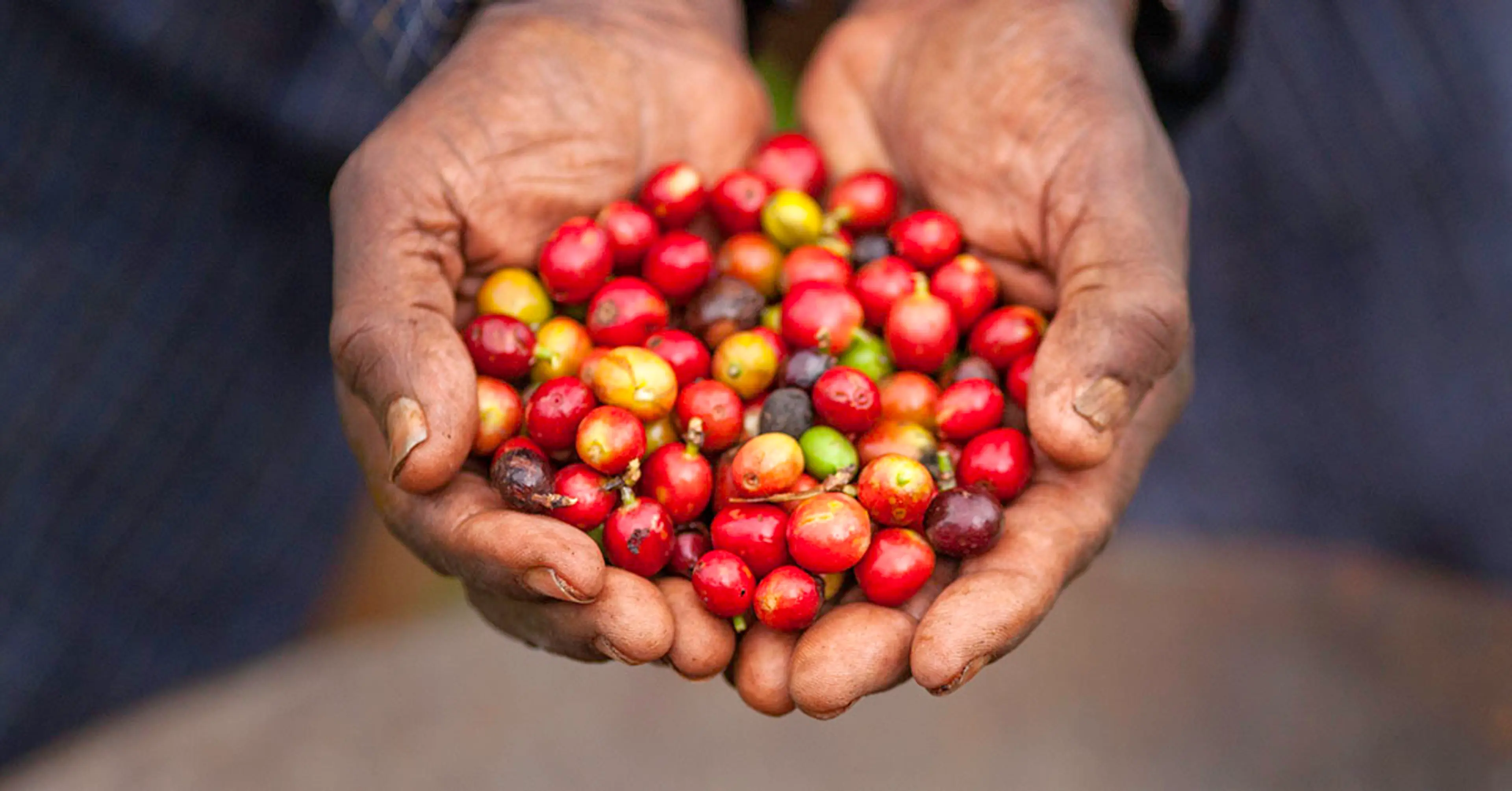 Hender med kaffebønner - Etisk handel