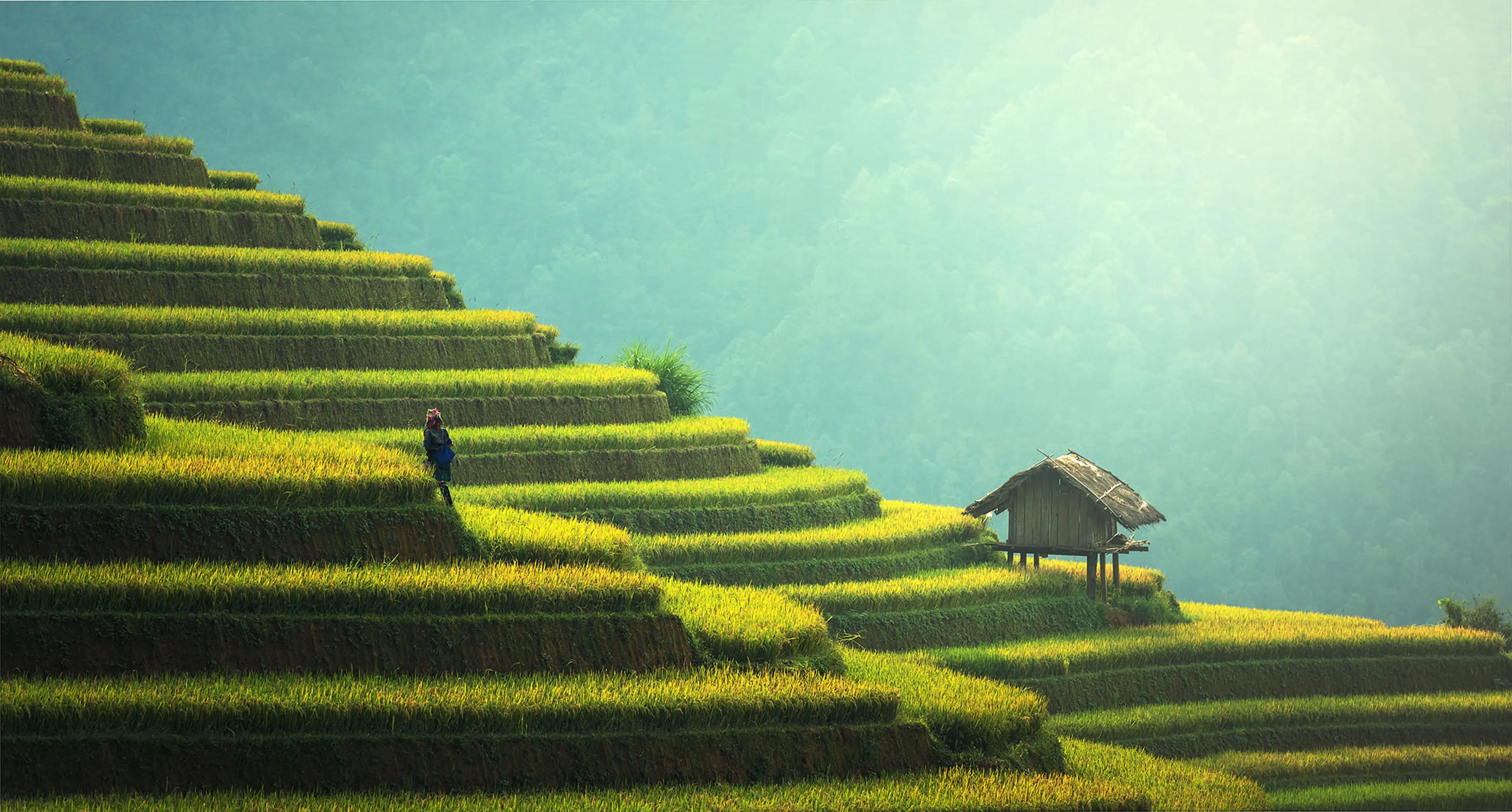 Rice fields on terraced of Mu Cang Chai, YenBai, Vietnam - Ecovadis - Wittusen & Jensen