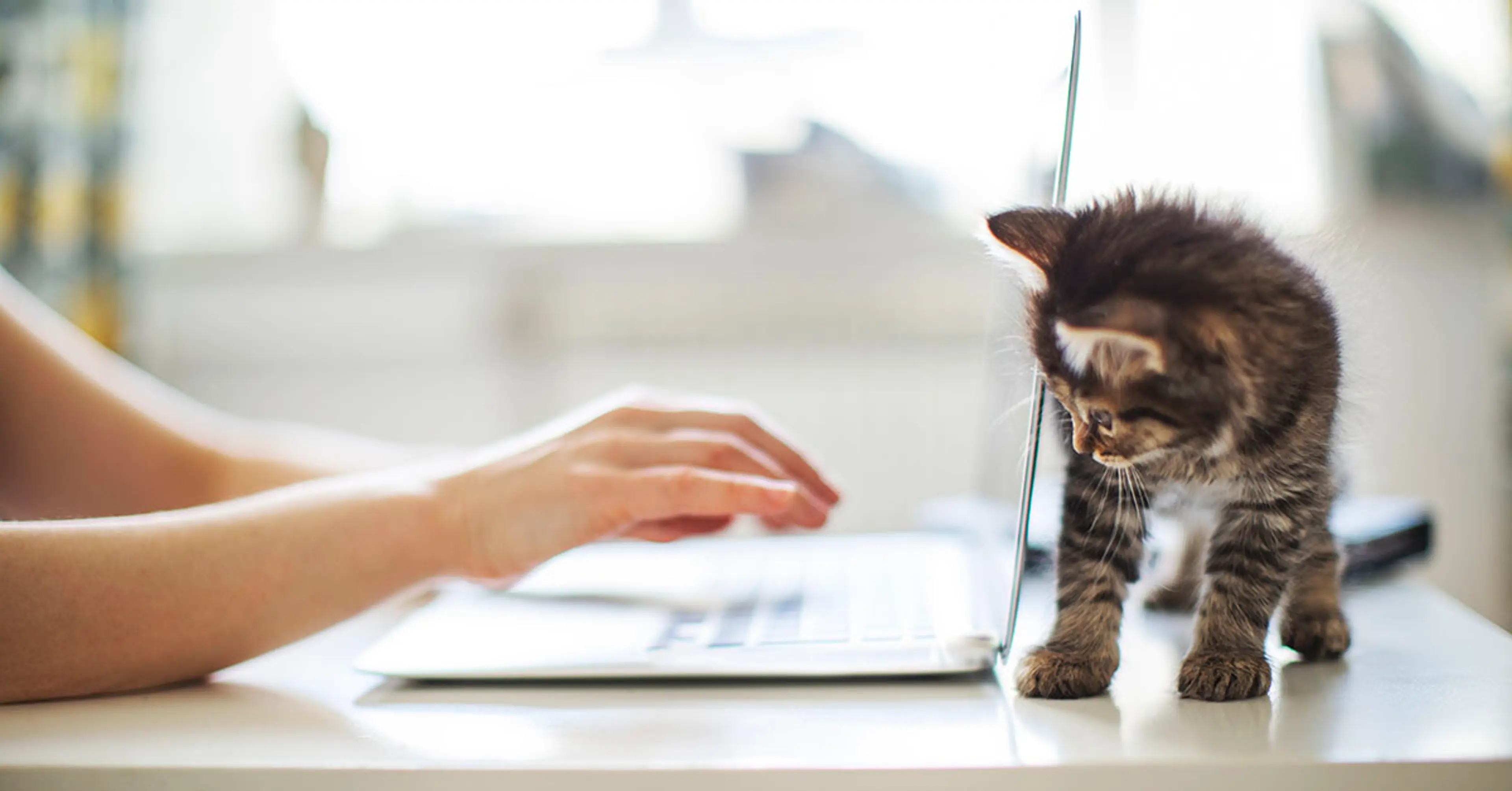 Katt nysgjerrig på laptop
