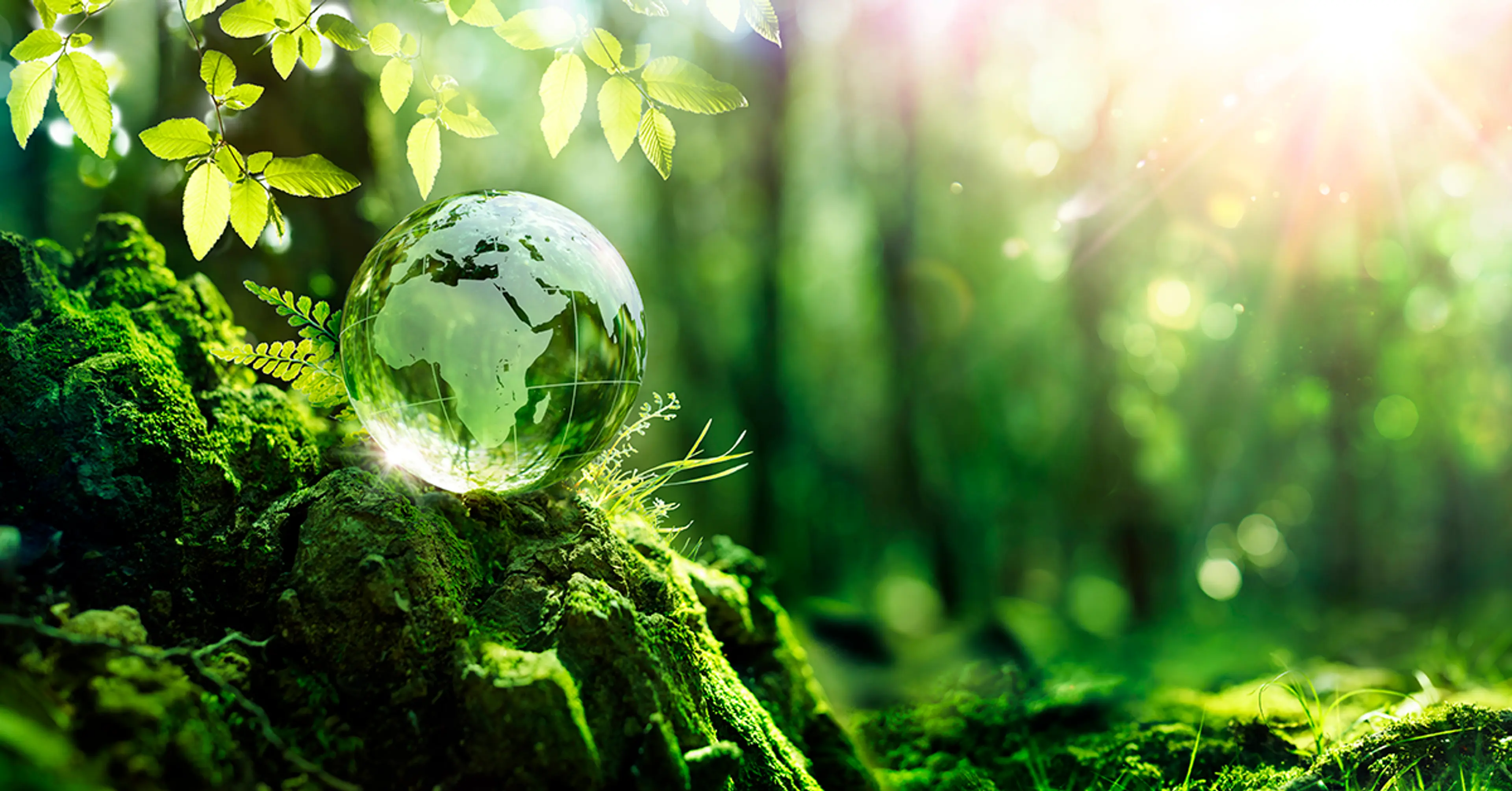 Glassglobus i skogen