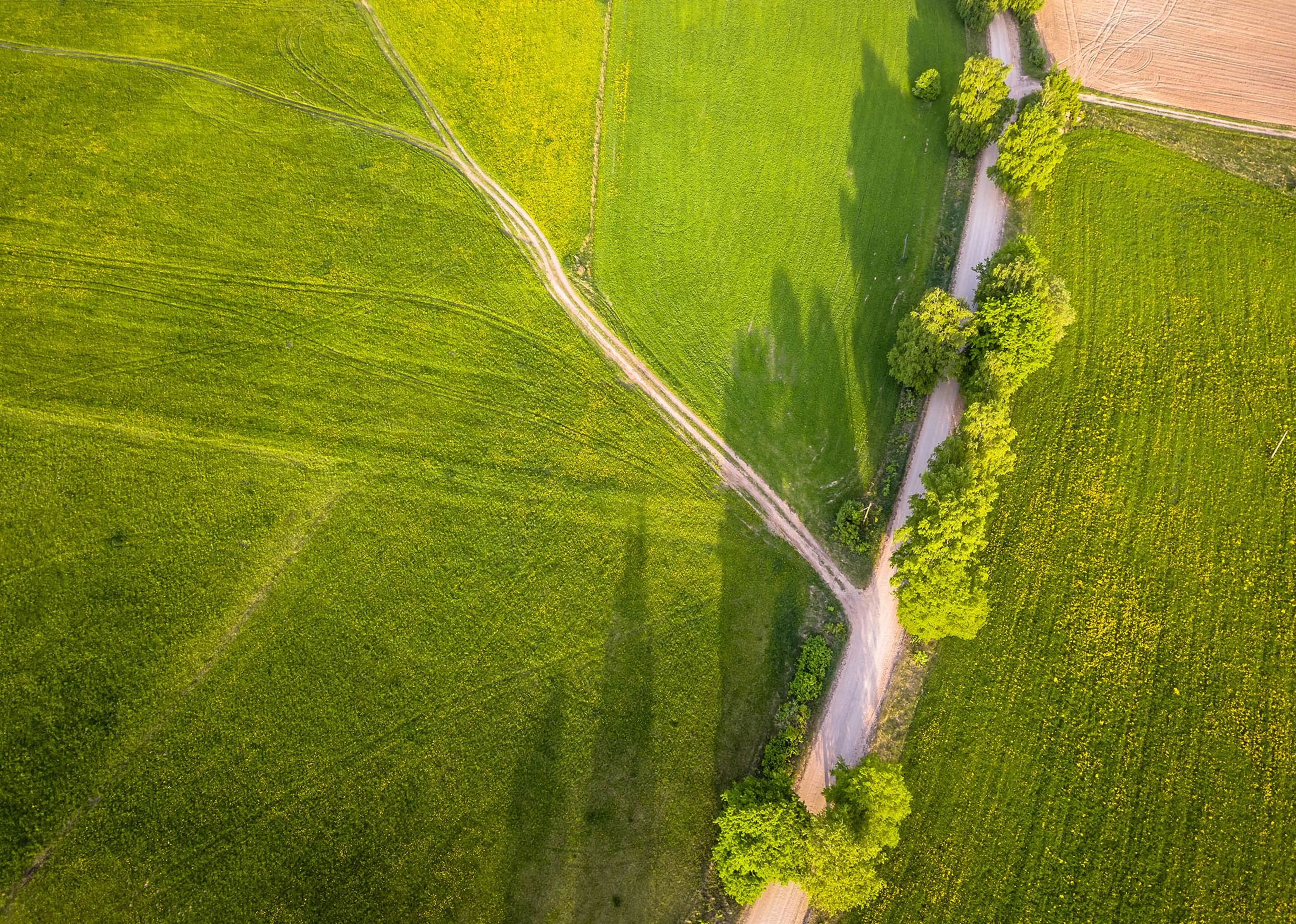 Drone Photo of the Crossroad Between Trees in Colorful Early Spring in Countryside Village - Surrounded with Dandelion Field - Ecovadis - Wittusen & Jensen