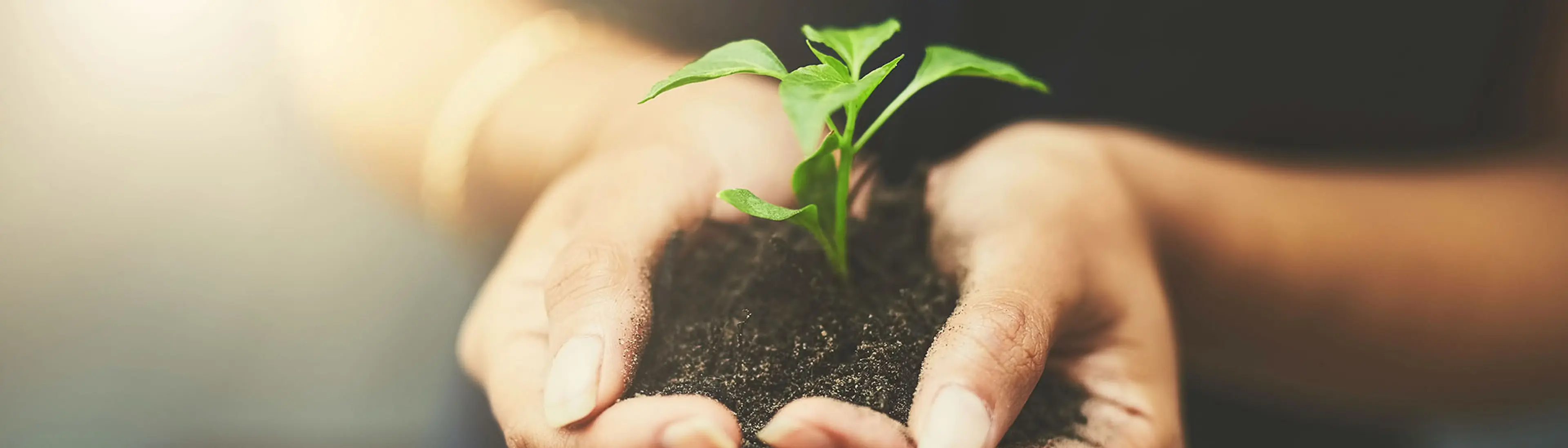 Damehender med jord og spirer