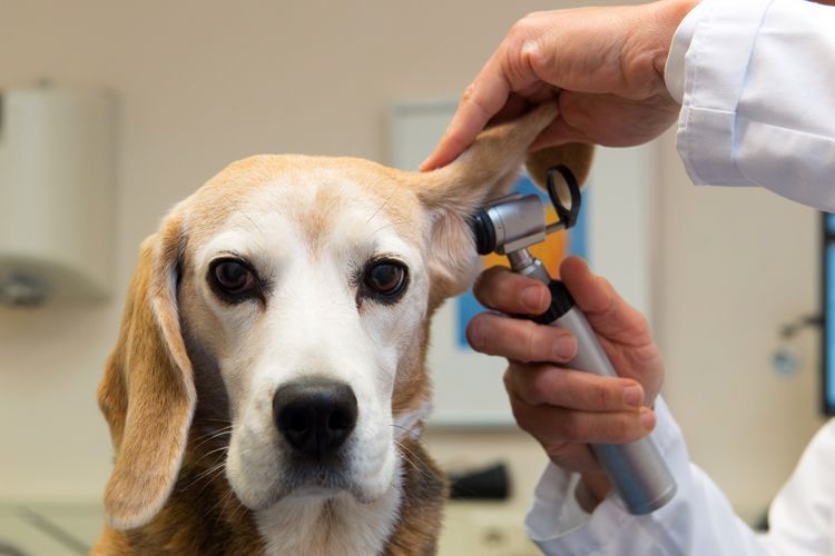 veterinarian examines floppy dog ears