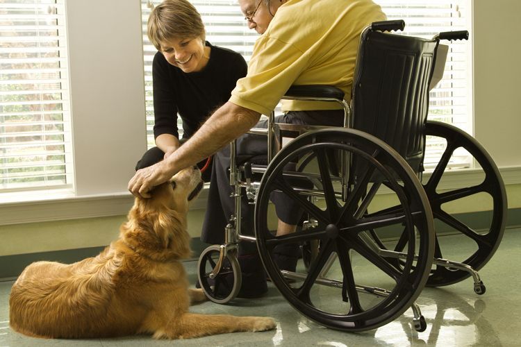 nursing home therapy dog