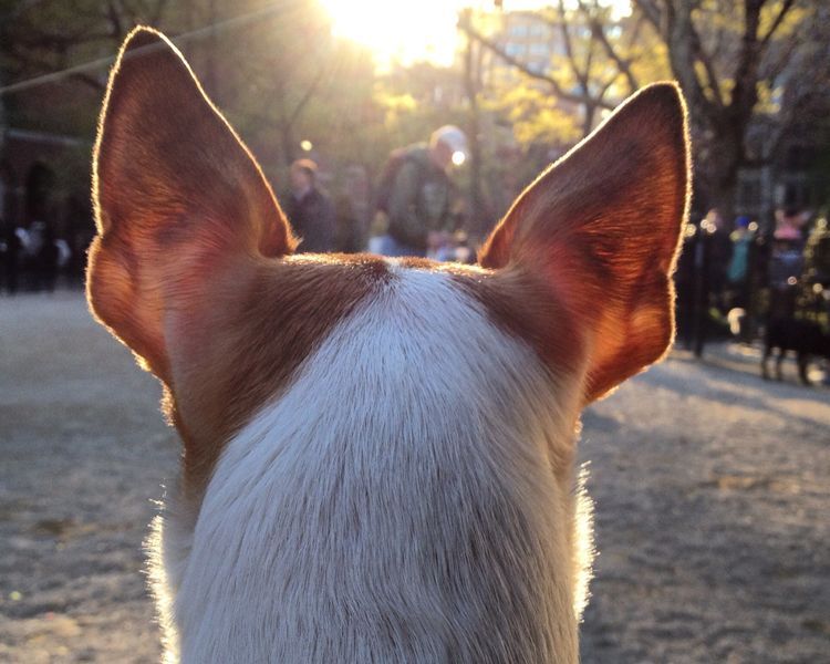 doggy park sunset through ears