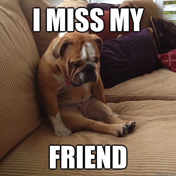 sad doggy misses friend