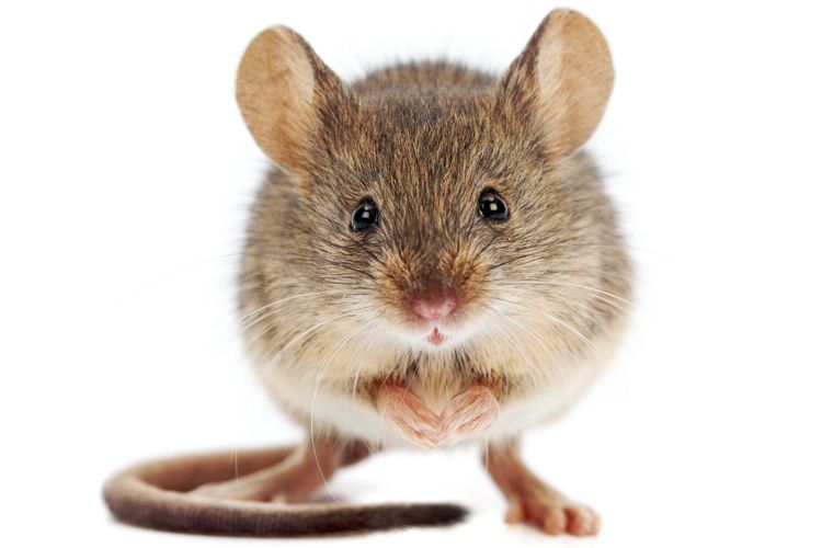 The Life Expectancy of Mice
