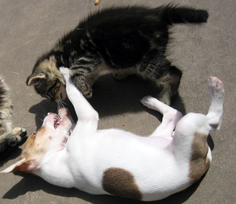 Puppy dog and kitten wrestling