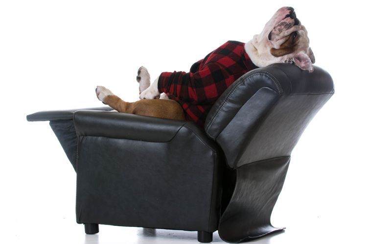 bulldog relaxing on comfy chair