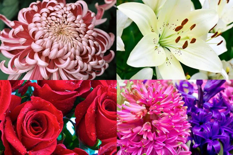 Flowers that represent death on sale of a loved one