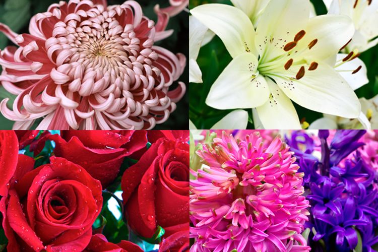 Guide to different styles and types of funeral flowers