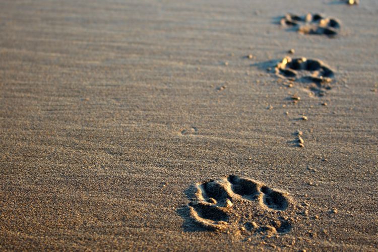 paw prints in the sand
