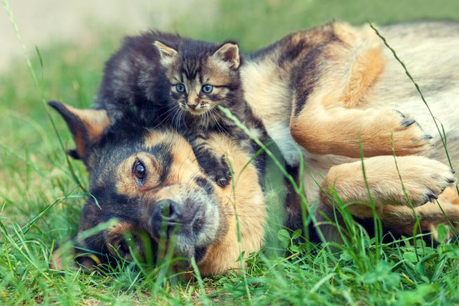 Places That Will Take Care Of Your Pet If Something Happens To You 