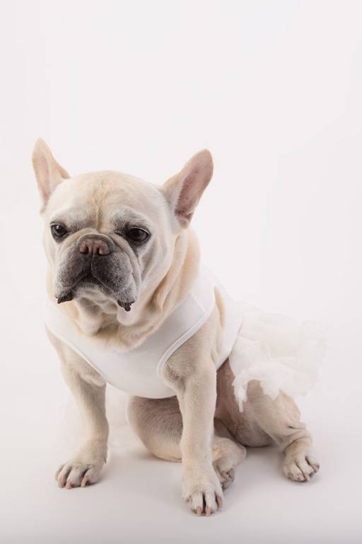 dog bridesmaid dresses Swipe right to see the prettiest bridesmaid #bridesmaid #boof #doglehenga #weddings