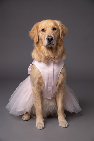 Picture of Bow Satin Tulle Skirt Dog Dress