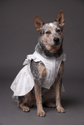 Picture of Brocade Ruffle Bow Dog Wedding Dress