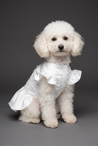 Picture of Brocade Lace Applique Dog Dress